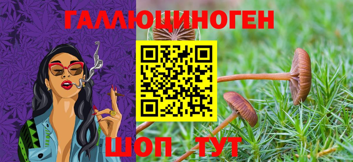 Галлюциногенные грибы мицелий  Вход с VPN  купить закладку  Нефтекумск  Псилоцибиновые грибы Psilocybe 